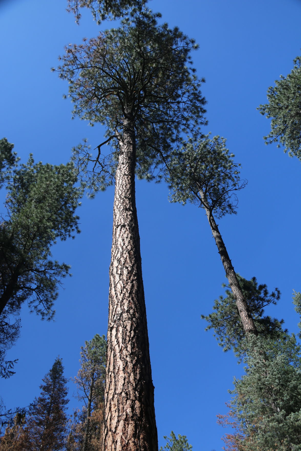Thinned forest